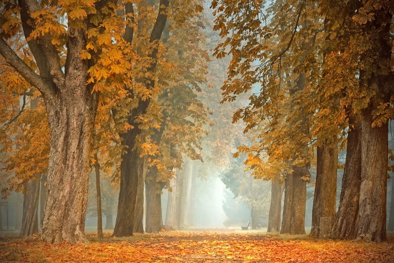 Enchanting Forest